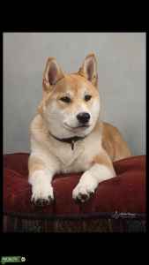 Handsome, Chill and Athletic Stud Listing Image