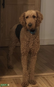 Red Standard Poodle Stud Listing Image