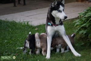 Siberian Husky Female Listing Image