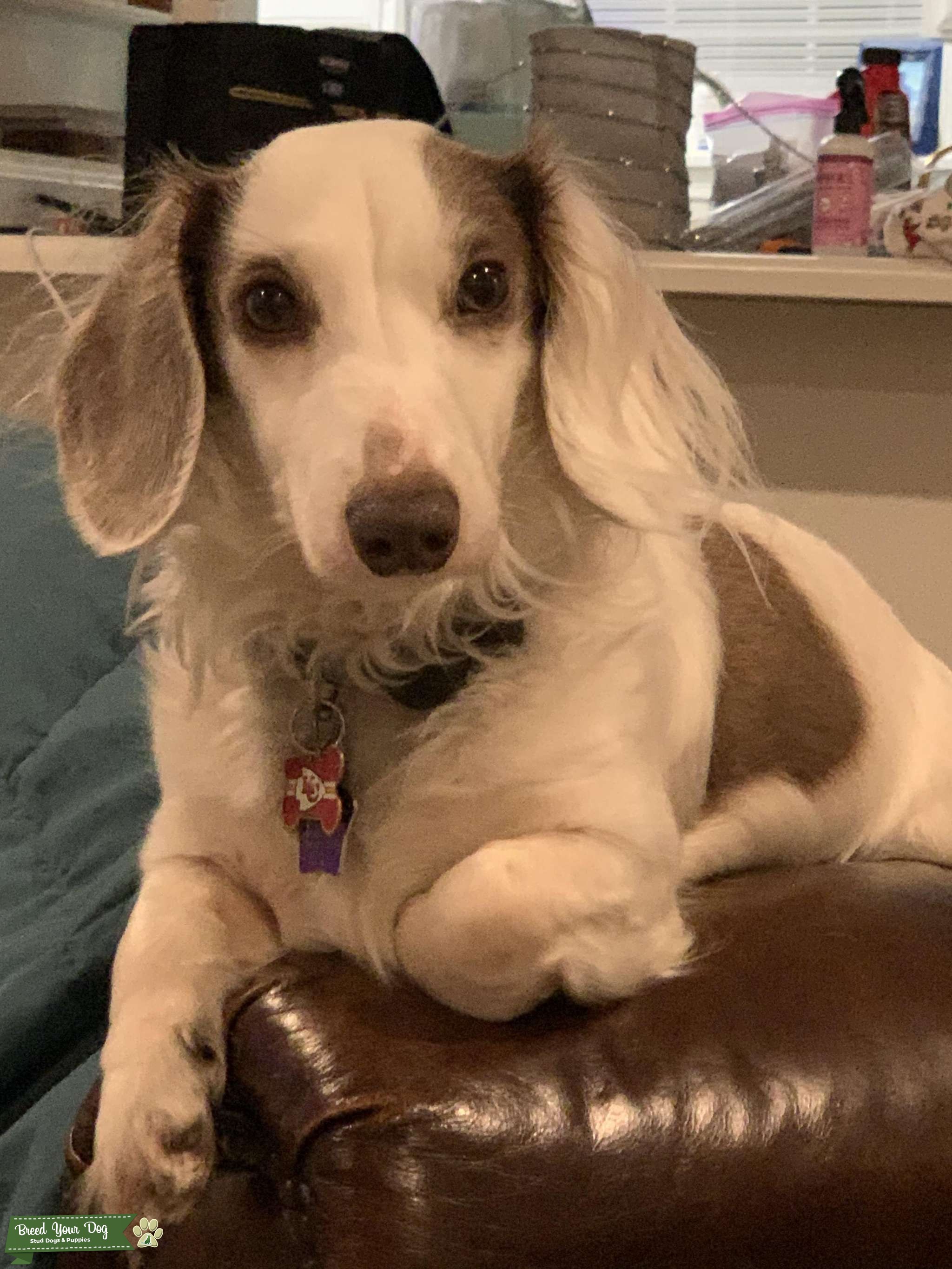 White longhaired Isabella Piebald Dachshund Stud Dog in Mississippi