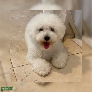 Looking for girlfriend Listing Image