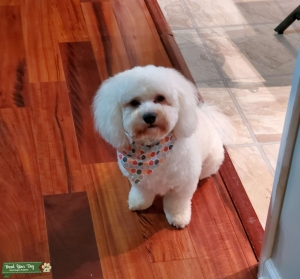 White and brown Teddy Bear, Mini Poodle mix Listing Image
