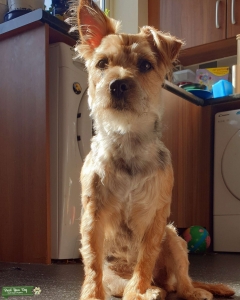 3 yr old Patterjack for breeding Listing Image