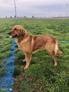Red Golden Retriever  Listing Image
