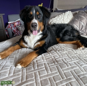 Bernese Mountain Dog ready to stud Listing Image
