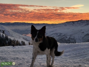 Tri color Border collie/heeler Listing Image
