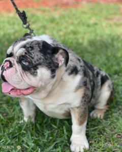 Blue tri Merle  Listing Image