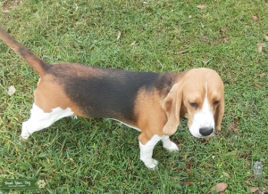 AKC Registered Male Stud Listing Image