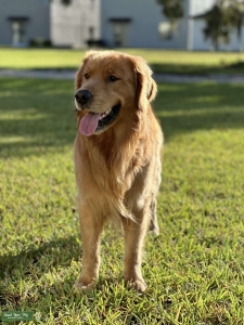 AKC Golden Retriever  Listing Image