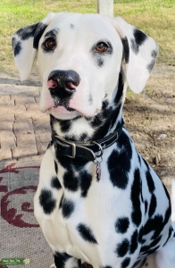 Dalmatian Listing Image
