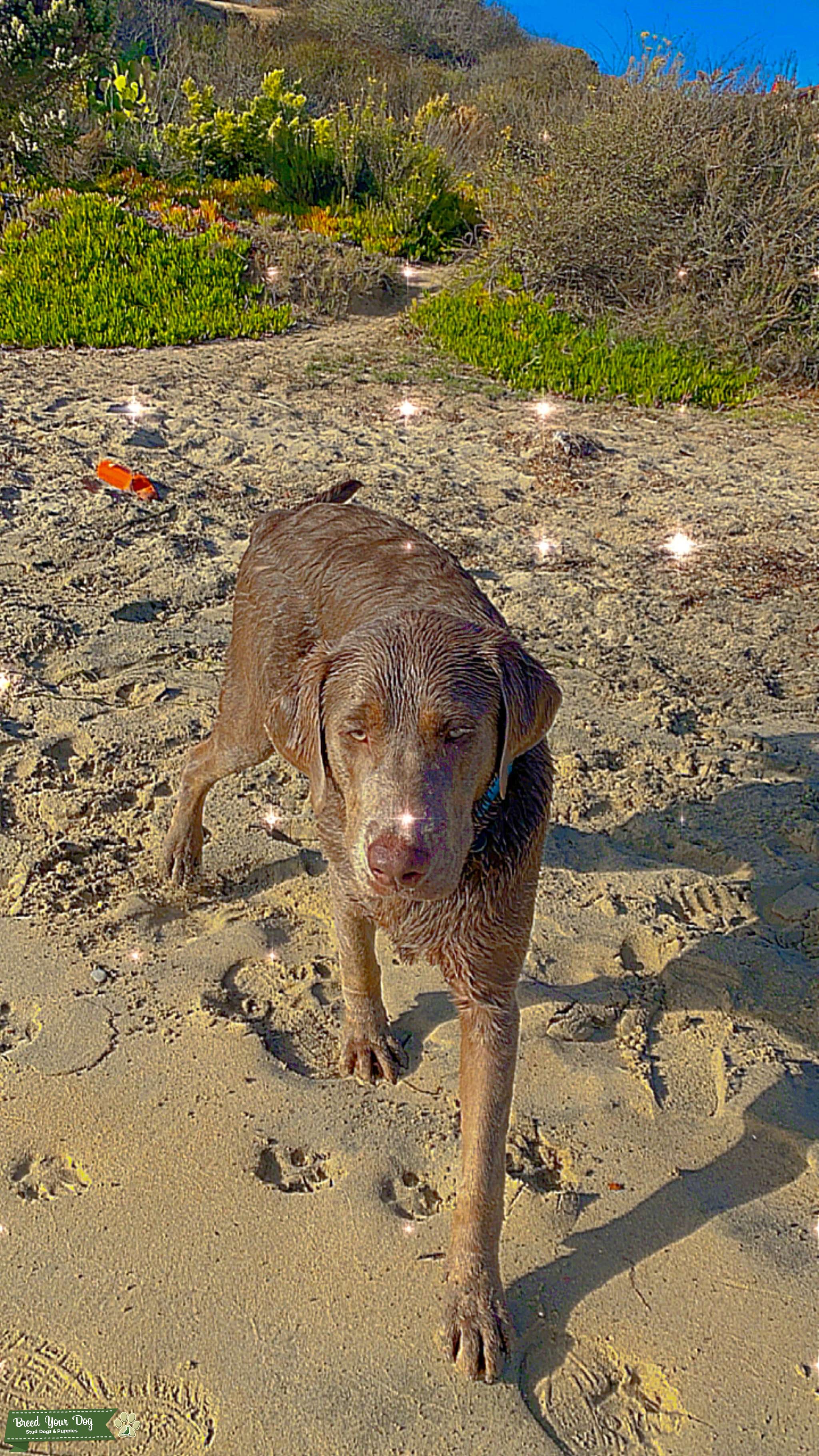 Silver Labrador Stud Stud Dog in San Diego, the United States Breed Your Dog