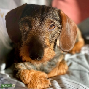 Miniature Dachshund Wired Stud KC Registered  Listing Image