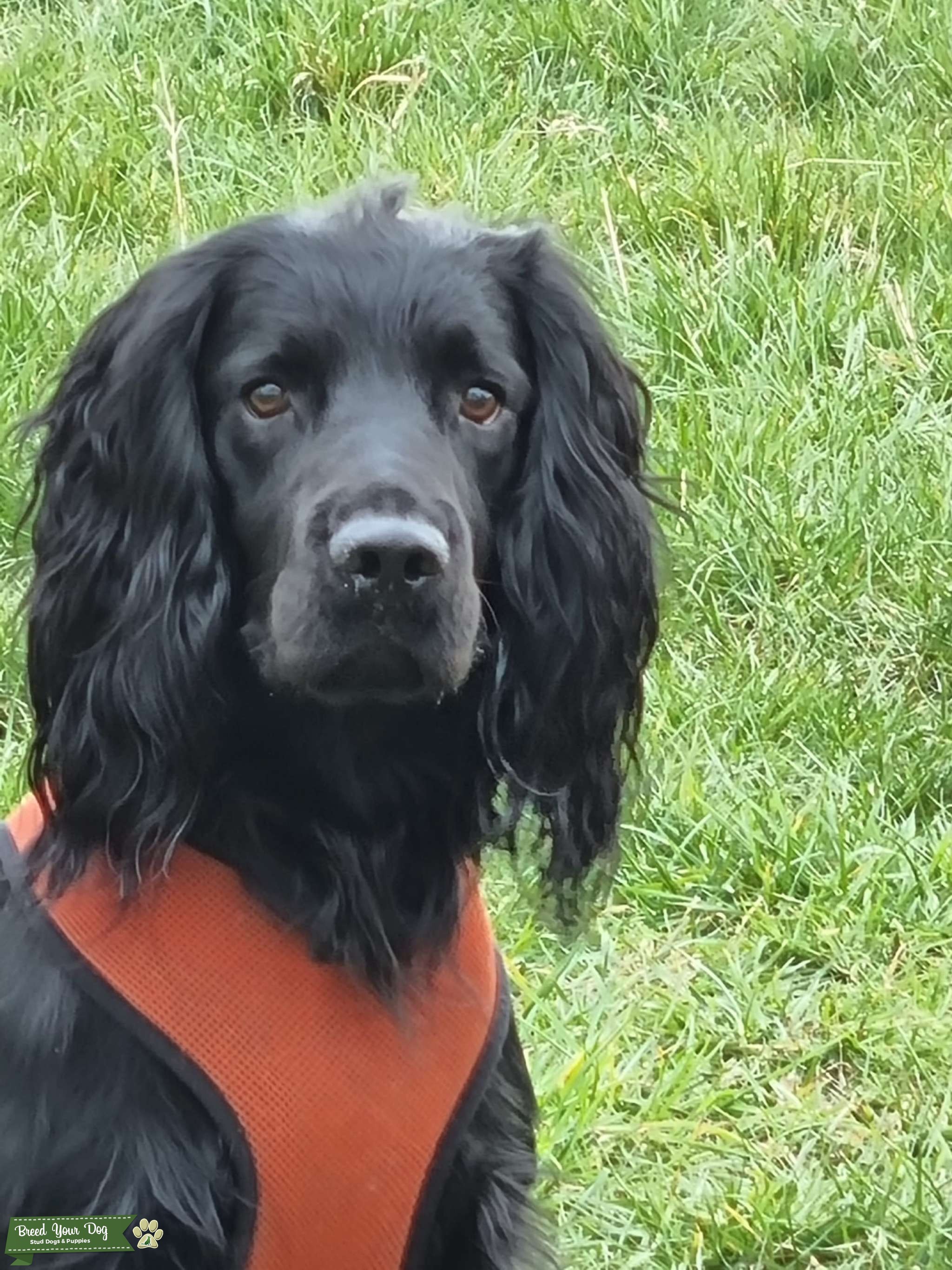 Jet black sprocket spaniel Stud Dog in Tyne and Wear , the United
