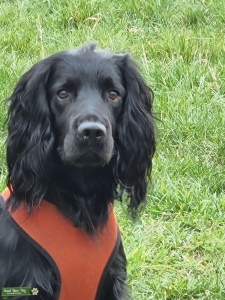 Jet black sprocket spaniel  Listing Image