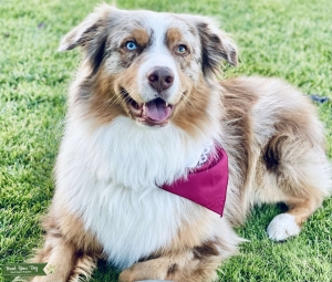 Handsome Stud Looking For A Lady Listing Image