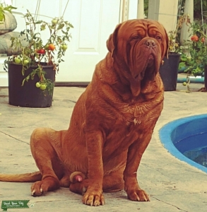 MALE DOGUE DE BORDEAUX LOOKING FOR FEMALE Listing Image
