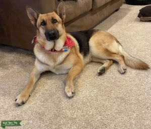 Beautiful German Shepherd  Listing Image