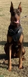 Purebred Doberman Stud Listing Image