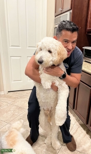 Handsome goldendoodle looking for a girlfriend  Listing Image