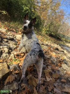 Stumpy Tail Cattle Dog Stud Listing Image