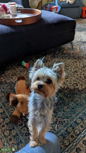 Yorkie looking for girlfriend Listing Image
