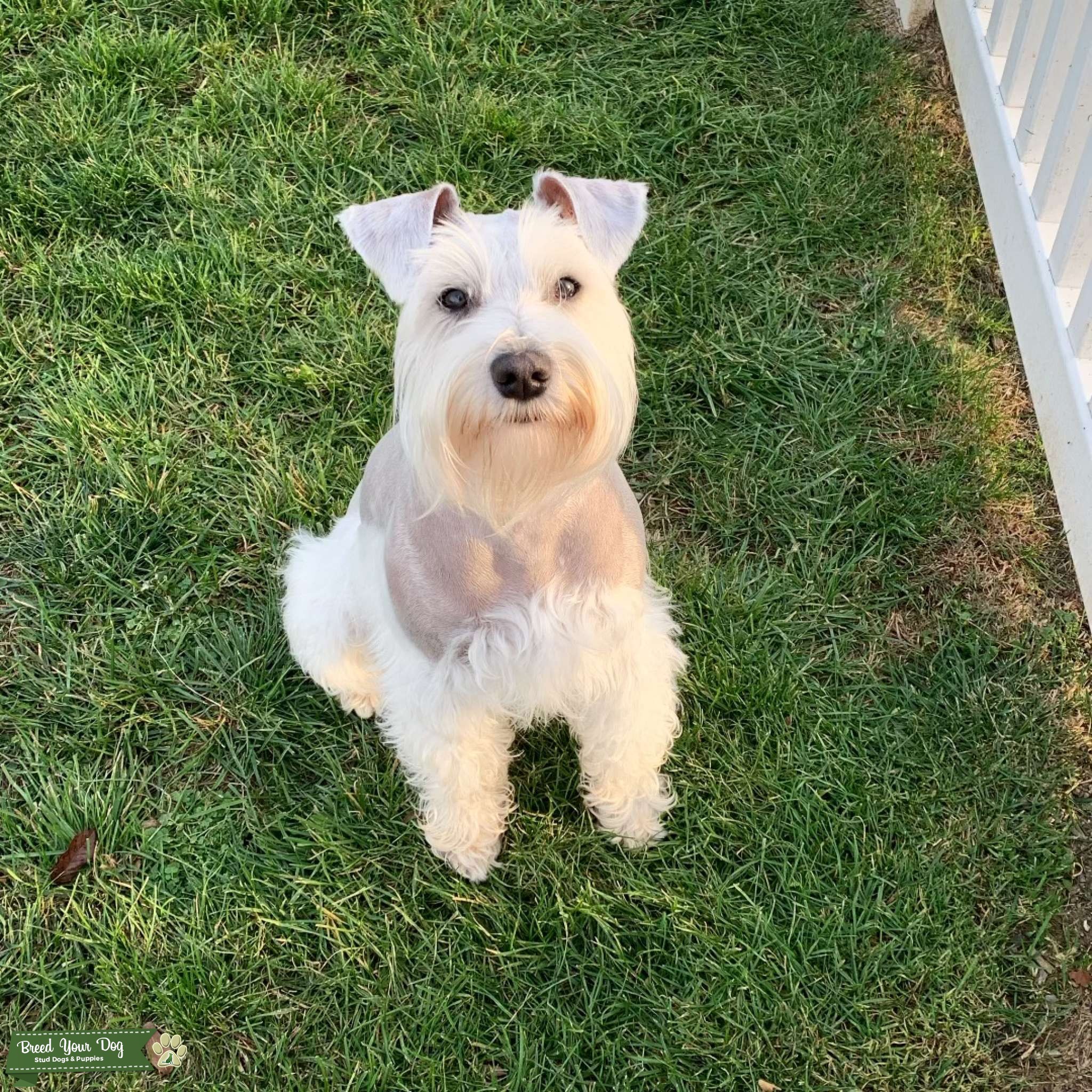 White Miniature Schnauzer Stud Stud Dog in Chambersburg PA, United