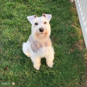 White Miniature Schnauzer Stud Listing Image