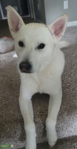 Cream Siberian Retriever  Listing Image