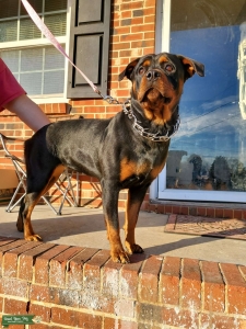 Looking for Stud (Rott or APBT) Listing Image