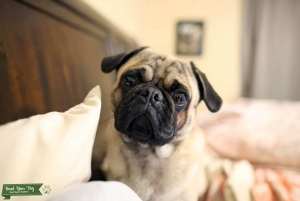 Fawn Pug Stud 1-1/2 years old Listing Image