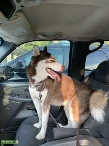 Male brown husky stud  Listing Image