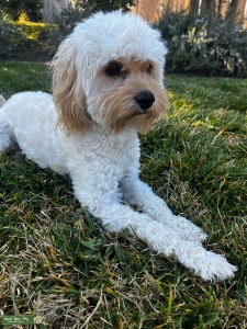 Beige/Tan/Cream coated Cockapoo Female Listing Image