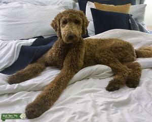 Red F1BB Male Standard Goldendoodle Listing Image