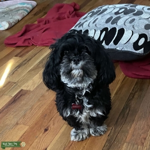 Black and white Shorkie Listing Image