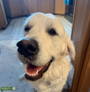 Purebred AKC Registered English Cream Golden Retriever  Listing Image