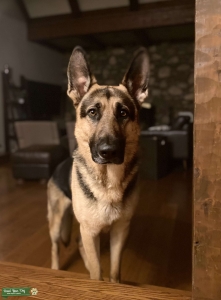 German Shepherd to Stud Listing Image