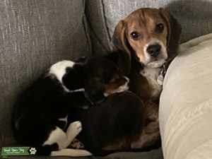 AKC Male Beagle Champion Bloodline  Listing Image