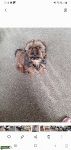 Shihtzu stud Listing Image