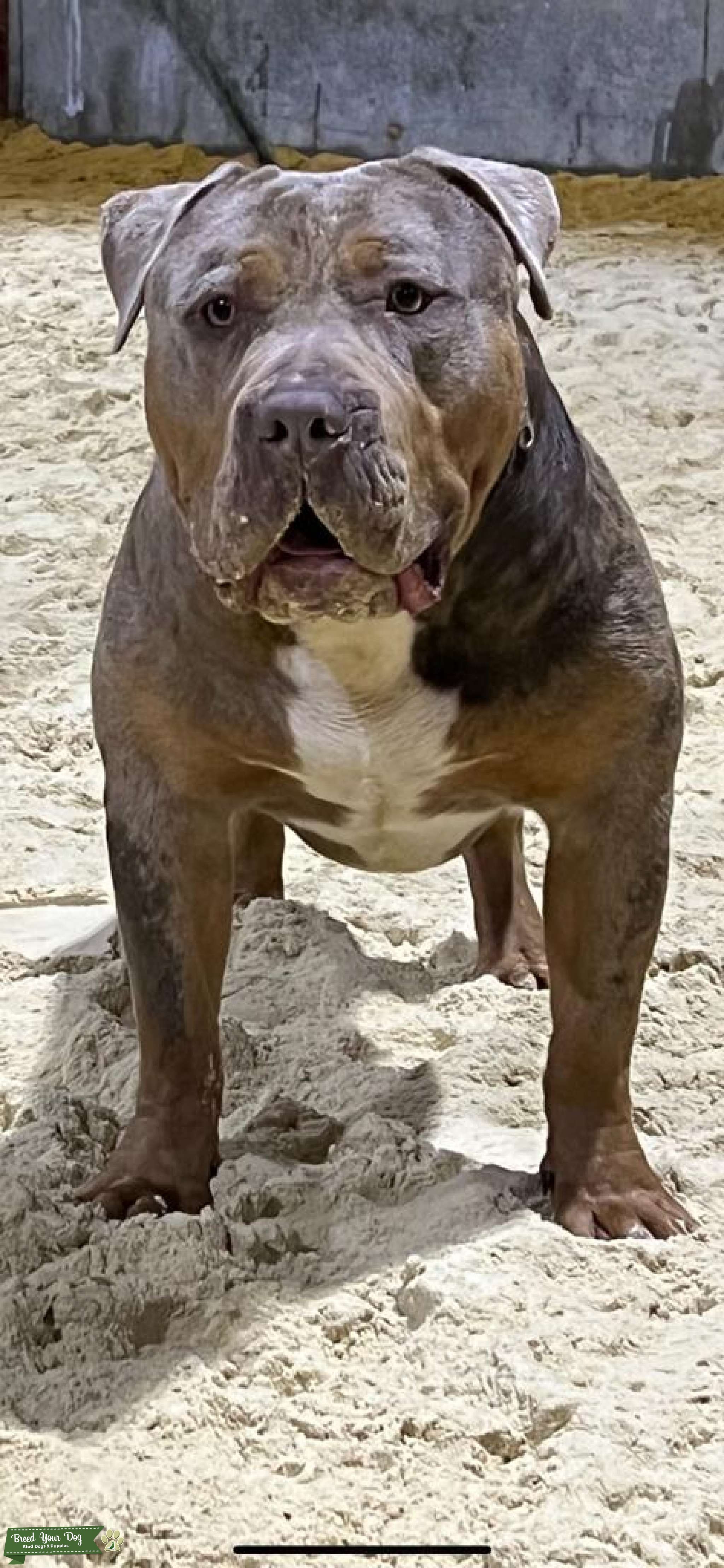 Xl bully stud Stud Dog in West Sussex , the United States Breed