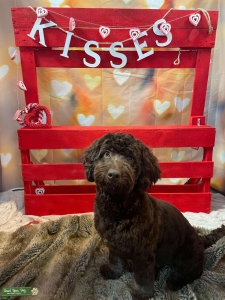 Stud ready to Make Adorable Puppies Listing Image