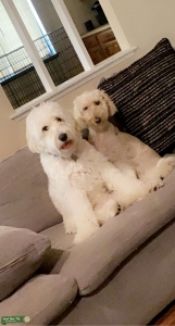 Stud my labradoodle  Listing Image