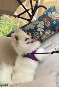 Pedigree 100% Pomeranian  Listing Image