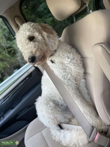 Apricot Standard F1BB Goldendoodle  Listing Image