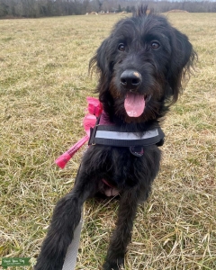 Black F1A Labradoodle Listing Image