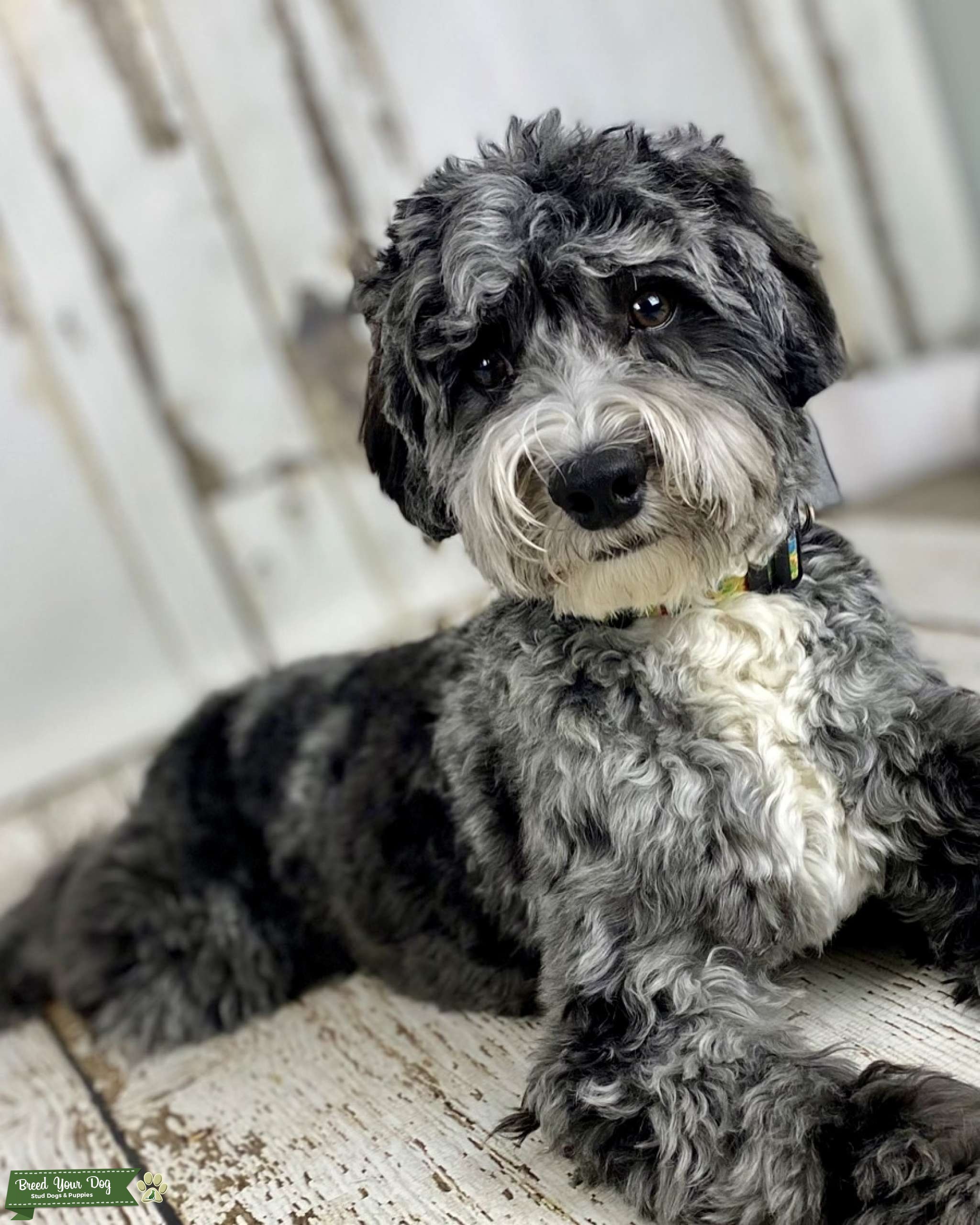 Blue Merle tweed Australian Labradoodle with tuxedo Stud Dog in SW