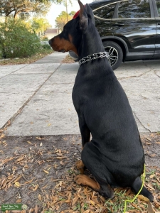 European Doberman Listing Image