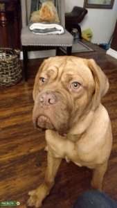 Male French Bordeaux  Listing Image