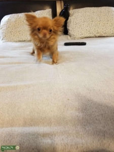 Fawn/white  Chihuahua Listing Image