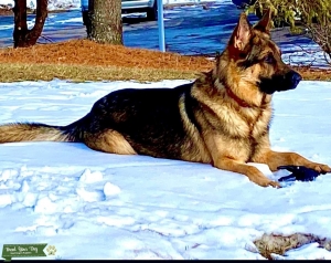 Purebred Registered German Shepherd Male Listing Image