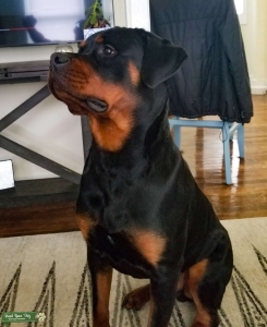 Stud German Rottweiler - Looking to Breed Listing Image